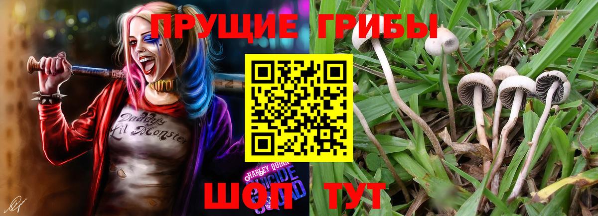 Туапсе  Псилоцибиновые грибы мицелий  Псилоцибиновые грибы Psilocybe  Вход с VPN 